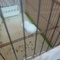 قناری نر|پرنده|اندیشه, اندیشه فاز ۱|دیوار