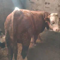سلاخی وتهیه دام زنده