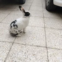 خرگوش|موش و خرگوش|اهواز, کیان اباد|دیوار