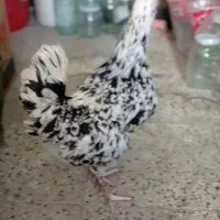 مرغ گلین به شرط تخم گذاری