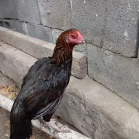 مرغ اصیل