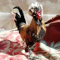 خروس سلطان 10ماهه