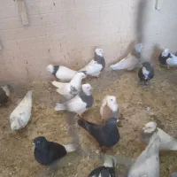 کبوتر|پرنده|سراوان, |دیوار