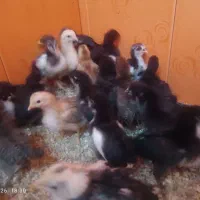 جوجه گلین اصل یک ماه