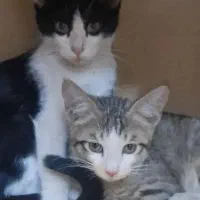 واگذاری بچه گربه