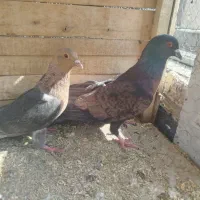 کبوتر
