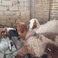 گوسفند یابره|حیوانات مزرعه|اهواز, منازل کارون|دیوار