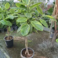 خدمات باغچه کاری هرس سمپاشی نهال وتعویض خاک گلدان