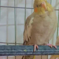 جوجه عروس هلندی