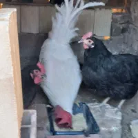مرغ ۲ خروس ۱ وچوجه مرغ ۳عدد