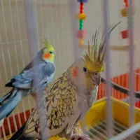 عروس هلندی|پرنده|گوگان, |دیوار