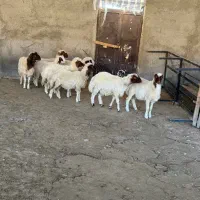 فروشی|حیوانات مزرعه|بدره, |دیوار