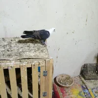 کبوترسرخ پلاکی ومخمل