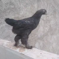جوجه برهما