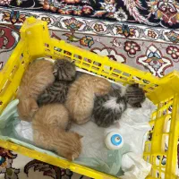 واگذاری بچه گربه رایگان