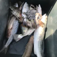 ماهی تازه صید قایق