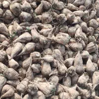 چغندر قند|حیوانات مزرعه|بشاریات, |دیوار