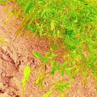 نهال گوجه فرنگی