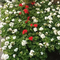 باغبانی تهران وحومه|خدمات باغبانی و درختکاری|تهران, نیاوران|دیوار