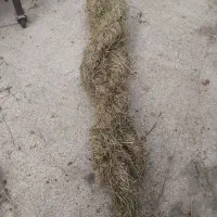 علف|گل و گیاه طبیعی|قلعه قاضی, |دیوار