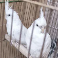 عروس هلندی آلبینو ابلق بالغ