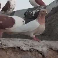 کبوتر