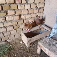 کبوتر دم سفید|پرنده|دشتابی, |دیوار