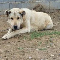 ماده سرابی ۱۷ ماهه