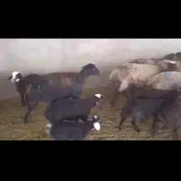 شیشک ومیش بره دار افشار بره پای پروار|حیوانات مزرعه|جوادآباد, |دیوار