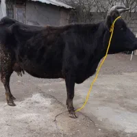 فروش گاووگوساله|حیوانات مزرعه|کلاچای, |دیوار