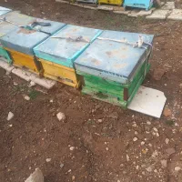 کندو زنبور عسل