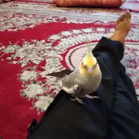 باسلام عروس هلندی نر است