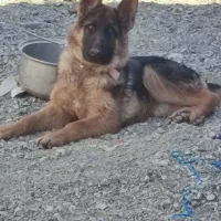 ماده ژرمن اصیل دو ساله|سگ|ماهدشت, |دیوار