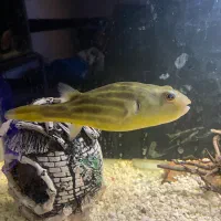 معاوضه با اروانا|ماهی|کرمان, |دیوار