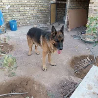 ژرمن شپرد|سگ|اشتهارد, |دیوار