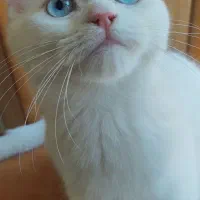 بچه گربه بریتیش اصیل