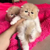 گربه|گربه|کرمانشاه, |دیوار