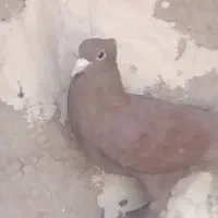 گلی کلایی پرپا سره بود کسی خواست درخدمتم
