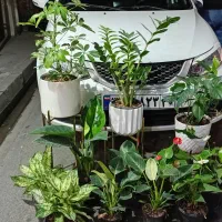 گل طبیعی دیفن باخیا و زاموفیلیا گلدان و استندا|گل و گیاه طبیعی|قدس, شهرقدس|دیوار