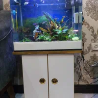 آکواریوم گیاهی|ماهی|همدان, |دیوار