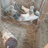 چهار عدد طوقی|پرنده|مشهد, کارمندان دوم|دیوار