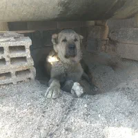 سگ سراب اصیل