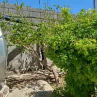 باغ-ویلا-داخل-شاهنامه76-دهشک-روستای-زاک-ماریان