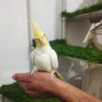 عروس هلندی لوتینو اهلی