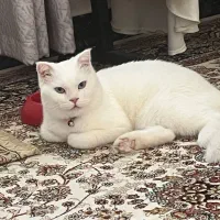 گربه اسکاتیش