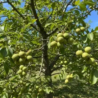 گـردو پربار و دیرگل سرمایهگذاری امن|خدمات باغبانی و درختکاری|رشت, منظریه|دیوار