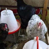 ۳عدد خروس برهما ۲عددمرغ برهما
