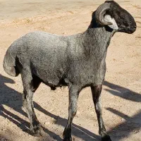 بره قوچ بذری