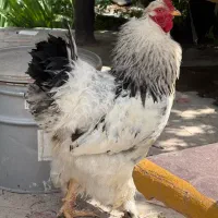 خروس برهما ومرغ لاری
