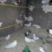 کفتر پرشی